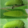 iph podalirius larva3 volg